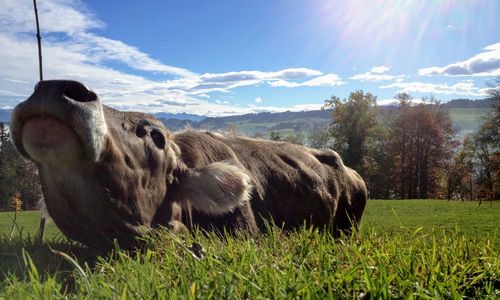 Horses in a field