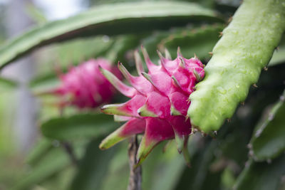 Close-up of pink flowering plant