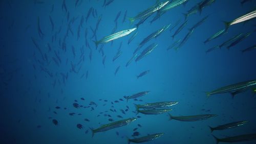 Fish swimming in sea