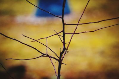 Close-up of silhouette plant against sky at sunset