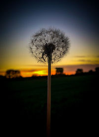 Silhouette of dandelion on field against sky during sunset