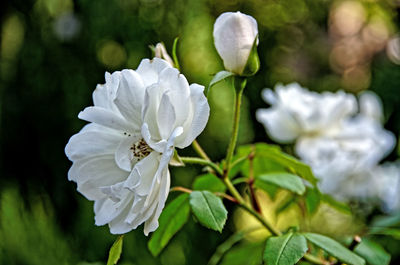 Close-up of white flowering plant