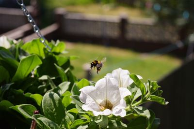 Close-up of bee pollinating on flower