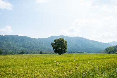 Scenic view of agricultural field against sky