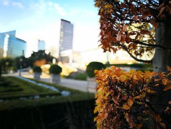 Close-up of tree in city against sky