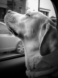 Dog smelling from the car