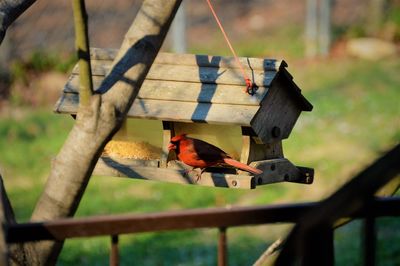 Close-up of bird on wood