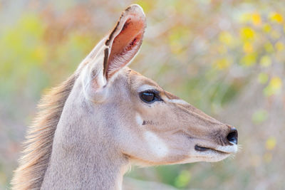 Close-up of giraffe