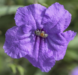 Close-up of bumblebee on purple flower