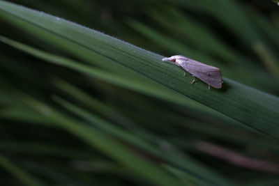 Close-up of lizard on leaf