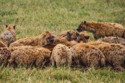 Hyenas on a field