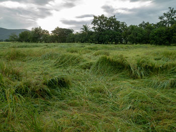 Scenic view of field against sky