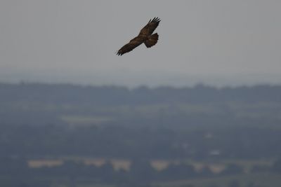 Low angle view of eagle flying in sky