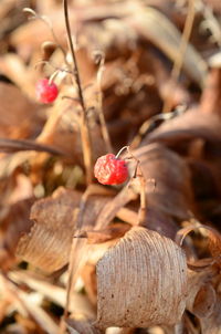 Close-up of red chili peppers on field