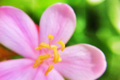 Close-up of pink flower