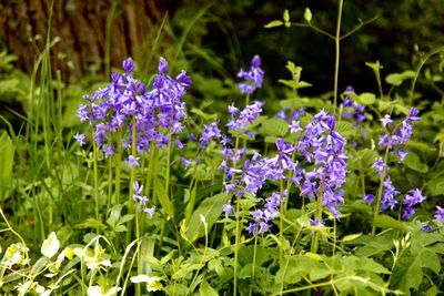 Close-up of purple flowering plants on field
