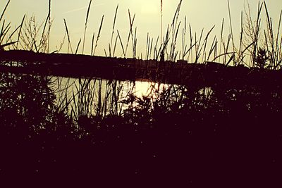 Silhouette plants by lake against sky during sunset