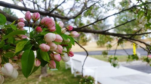 Close-up of pink flowers on tree