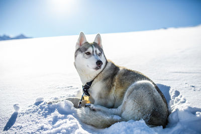 View of a dog on snow field