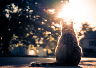 Low angle view of cat sitting on street