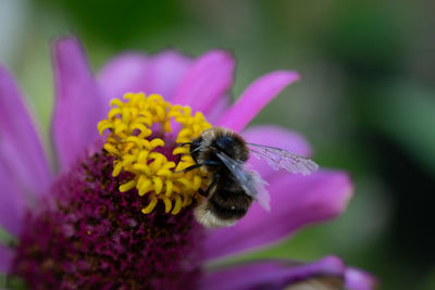 Close-up of honey bee on purple flower