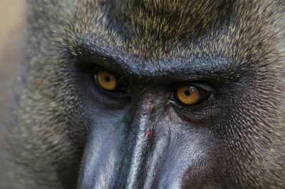 Close-up portrait of monkey