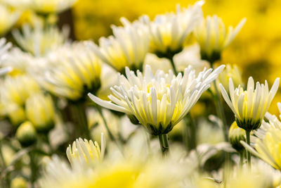 Close-up of yellow flowering plants