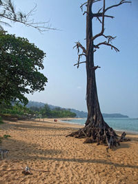 Dead tree on beach against clear sky