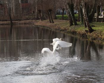View of swan in lake
