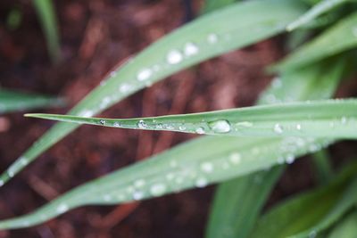 Close-up of water drops on blade of grass