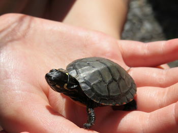 Close-up of hand holding turtle