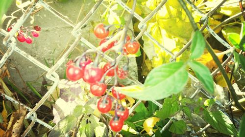 Close-up of red berries growing on tree