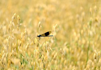 Close-up of a bird flying over a field