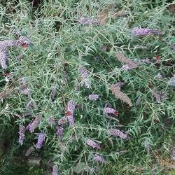 Plants growing on field