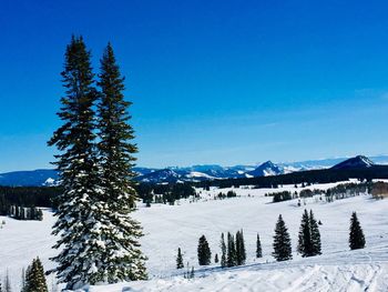 Pine trees on snowcapped mountains against blue sky