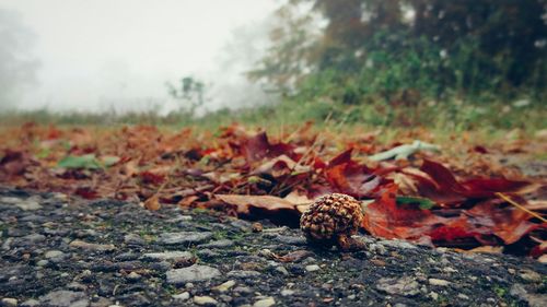 Close-up of fallen leaves on field
