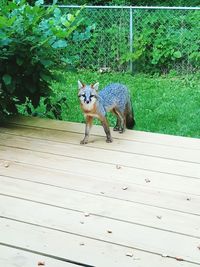 Cat standing outdoors