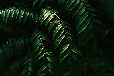 Close-up of plant leaves