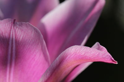 Close-up of pink crocus