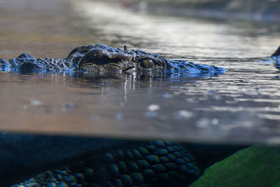 Close-up of crocodile in water