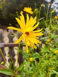 Close-up of insect on yellow flowering plant