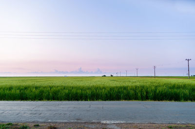 Scenic view of field against sky