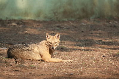 Fox on field