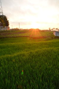 Scenic view of grassy field against sky during sunset