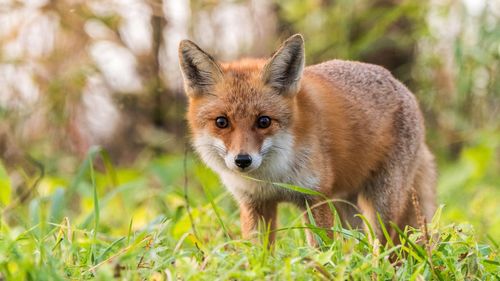 A red fox in a clearing in the forest looks straight.