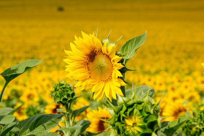 Close-up of sunflower on field