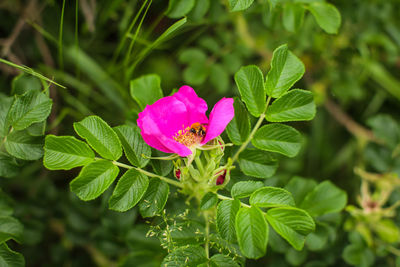 Close-up of pink flowering plant