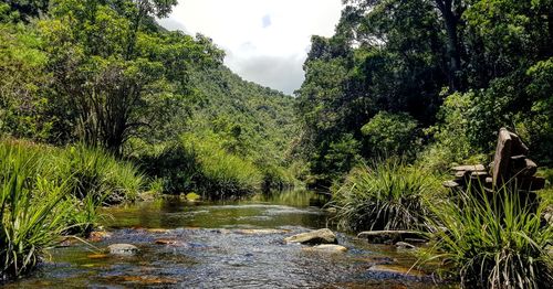 Scenic view of river amidst trees in forest against sky