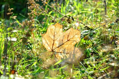 Close-up of dry maple leaves on field