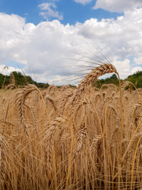 Scenic view of wheat field against sky